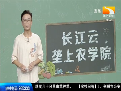 垄上农学院 2019-09-09-不到一斤的小鸡头上经常生疮，如何是好？