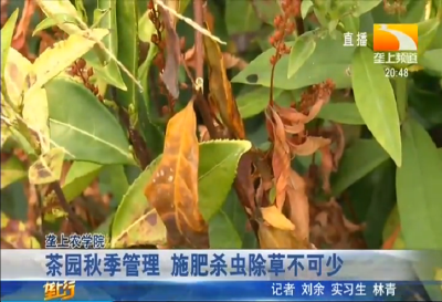 茶园秋季管理 施肥杀虫除草不可少