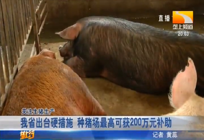 我省出台硬措施 种猪场最高可获200万元补助
