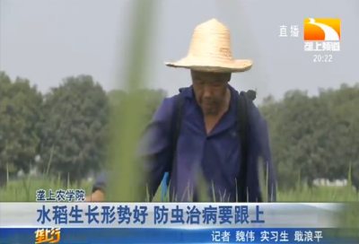 水稻生长形势好 防虫治病要跟上