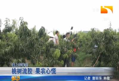 桃树流胶 果农心慌