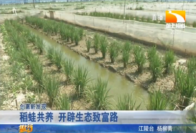 稻蛙共养 开辟生态致富路