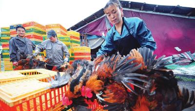 本月起公安县上市“白条禽” 全面禁止活禽交易