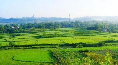 荆州创建再生稻品牌27个 再生稻贡献粮食8729万吨
