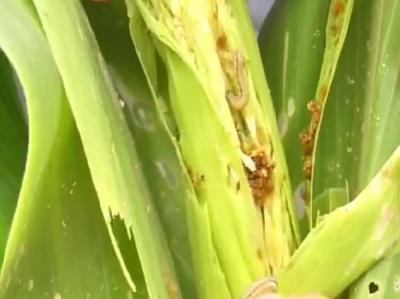 这种虫子，疯狂啃食玉米茎秆和叶片，农户直呼“第一次见！”