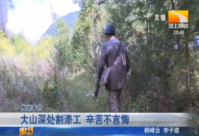 大山深处割漆工 辛苦不言悔
