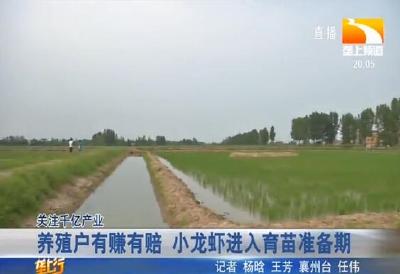 养殖户有赚有赔 小龙虾进入育苗准备期