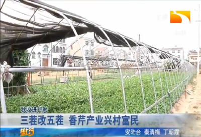 三茬改五茬 香芹产业兴村富民
