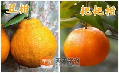 【柑橘】柑橘品种层出不穷，五步帮你判断新品种该不该种！