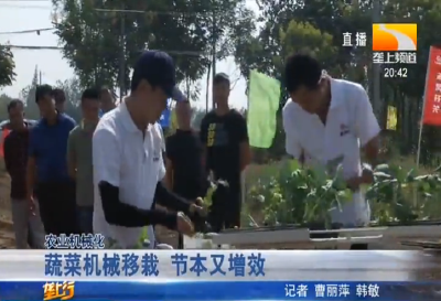 蔬菜机械移栽 节本又增效