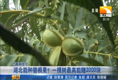 湖北能种碧根果？一棵树最高能赚3000块