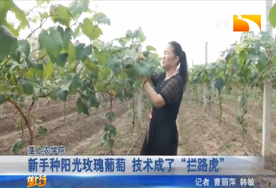 新手种阳光玫瑰葡萄 技术成了 “拦路虎”