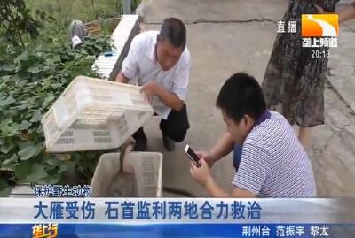 神农架：受伤国家保护动物金雕被放飞蓝天