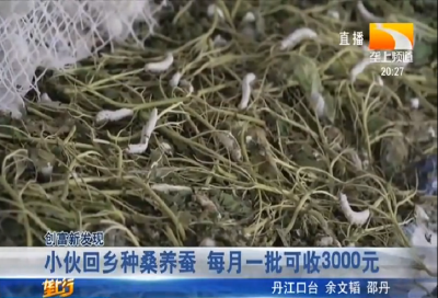 小伙回乡种桑养蚕 每月一批可收3000元