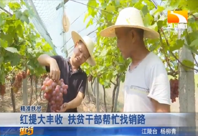 红提大丰收 扶贫干部帮忙找销路