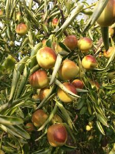 【枣树】关于梨枣、冬枣树栽培管理的各种误区，你了解多少？