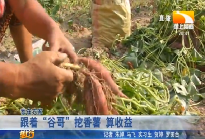 跟着“谷哥”挖香薯 算收益