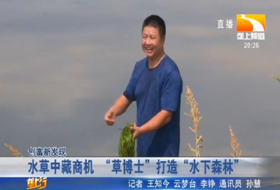 水草中藏商机 “草博士”打造“水下森林”