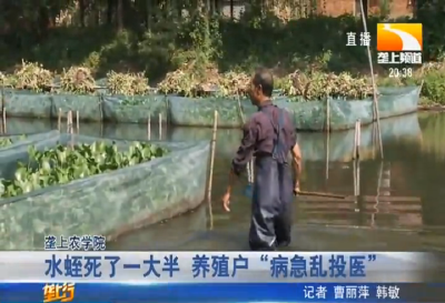 水蛭死了一大半 养殖户“病急乱投医”