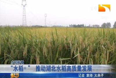 “水稻+”推动湖北水稻高质量发展