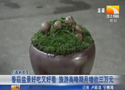 香菇盆景好吃又好看 旅游高峰期月增收