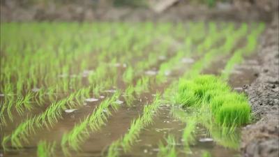 湖北省种子管理局关于2018年湖北省水稻品种区试情况的通报