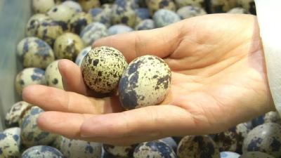 此鸟善产蛋，一斤卖5块多！湖北也可养殖，市场如何呢？