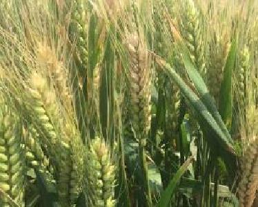 国家公布2020年小麦最低收购价格政策