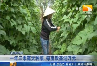 一年三季露天种菜 每亩效益过万元