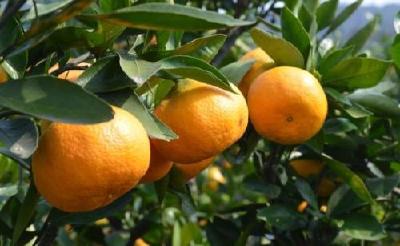 公安县章庄铺柑橘节开幕 活动将持续近一个月