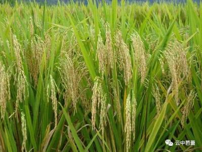 水稻害虫多？掌握着五点，让你培育出优质水稻！