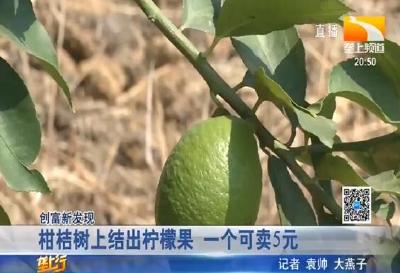 柑桔树上结出柠檬果 一个可卖5元