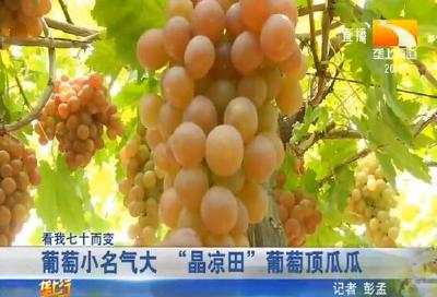 葡萄小名气大 “晶凉田” 葡萄顶瓜瓜