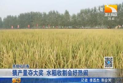 猜产量夺大奖 水稻收割会好热闹