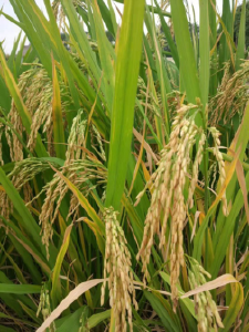 重穗型水稻栽培当然也应因天制宜