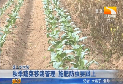 秋季蔬菜移栽管理 施肥防虫要跟上