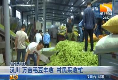 汉川：万亩毛豆丰收 村民采收忙