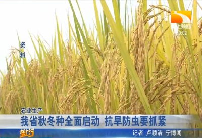 寒露风，稻谷空，掌握5个措施防范“寒露风”影响水稻生长