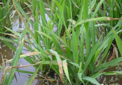 详解水稻稻瘟病！稻瘟病可在水稻整个生育期造成危害