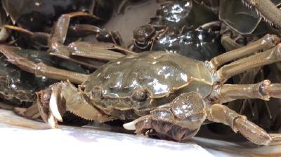 湖北品尝螃蟹最好的季节到来了！此时价格是否“亲民”？