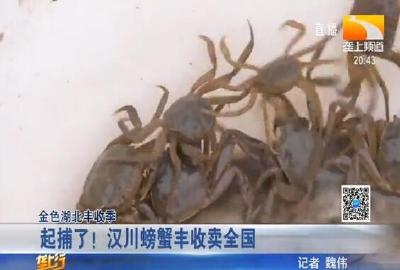 起捕了！汉川螃蟹丰收卖全国