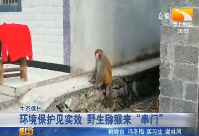 环境保护见实效 野生猕猴来 “串门”