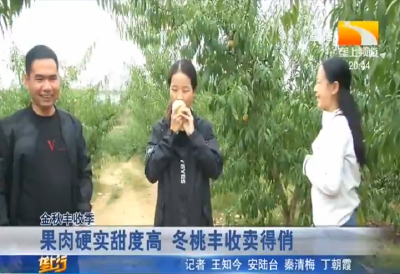 果肉硬实甜度高 冬桃丰收卖得俏