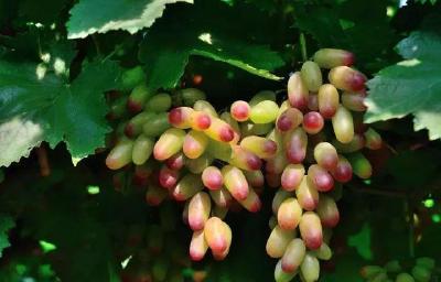 【葡萄】美人指葡萄口感和颜值俱佳，种植要点分析，供种植户参考