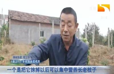 柚子长势好 为何不耐冻