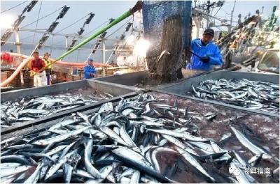 秋刀鱼都捞光了！日本正遭遇史上最大鱼荒，近海捕捞量锐减2000倍