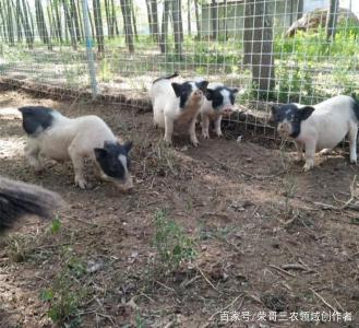 空中遛个弯 盘点猪群测体温