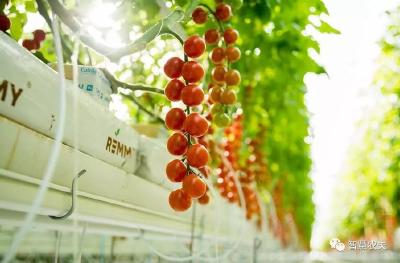 高产串番茄是如何种植的？
