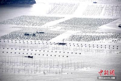 “中国海带之乡”福建霞浦：海上田园