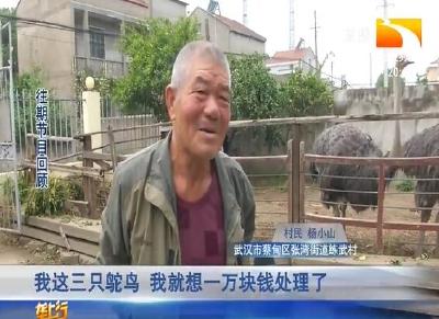 记者“搭桥” 助乡亲卖出三只鸵鸟